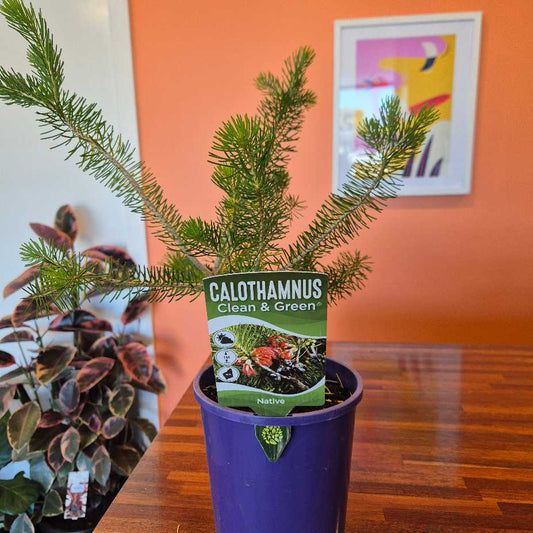One-Sided Bottlebrush 'Clean and Green'