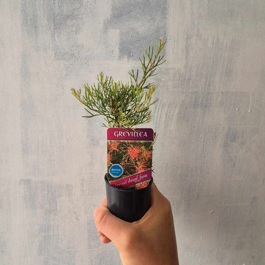 Grevillea preissii dwarf form