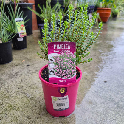 Pimelea ferruginea