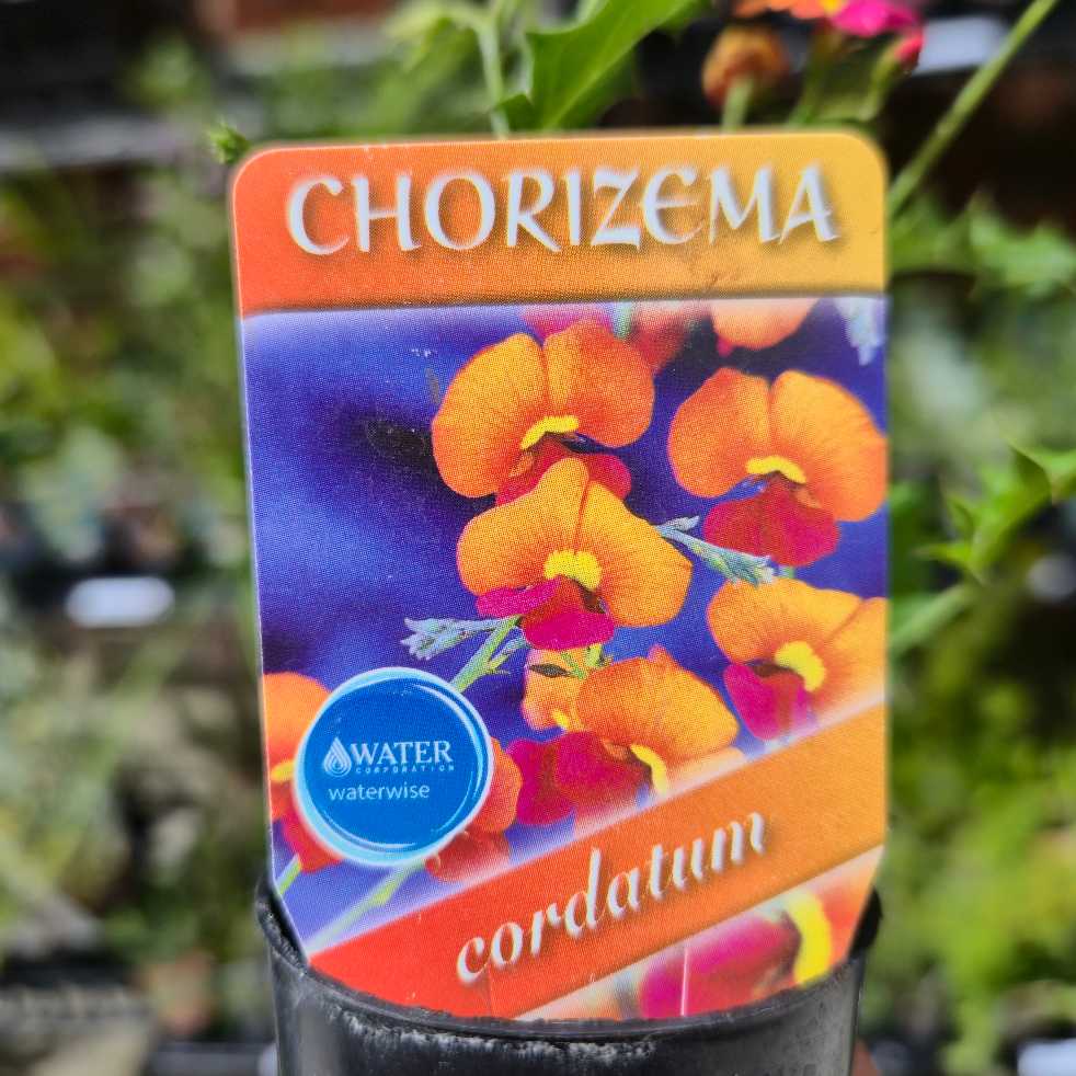 Heart-leaf Flame Pea | Chorizema cordatum