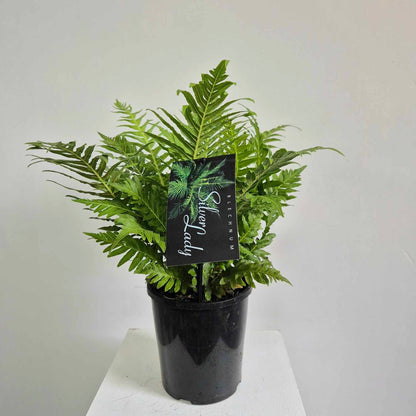 Blechnum Silver Lady
