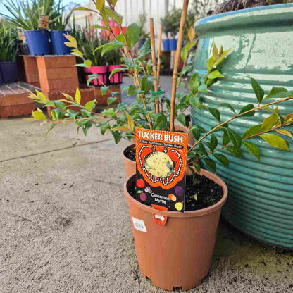 Cinnamon Myrtle - Backhousia myrtifolia