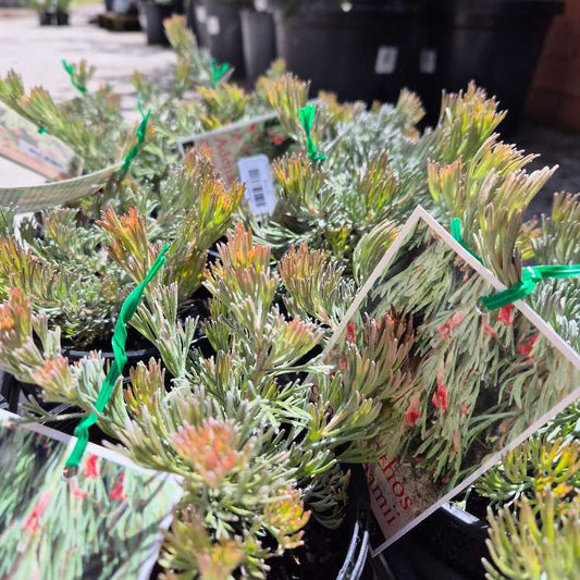 Adenanthos cunningham