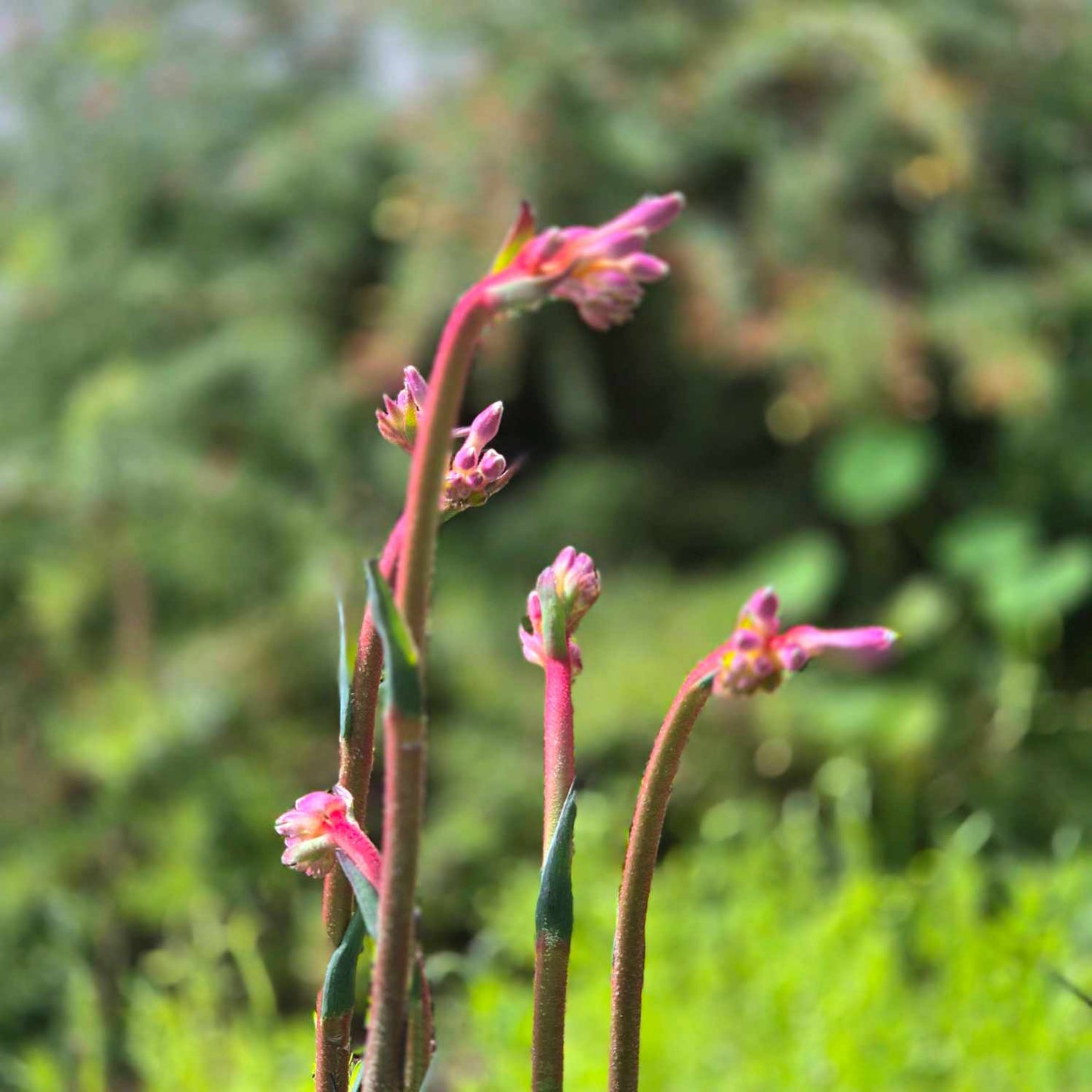 Kings Park 'Royale' Kangaroo Paw