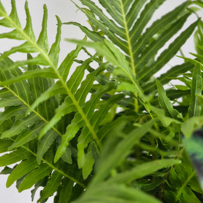 Blechnum Silver Lady