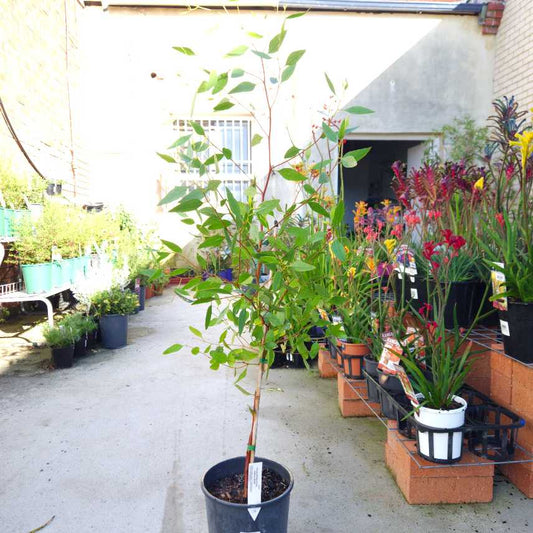 Eucalyptus utilis