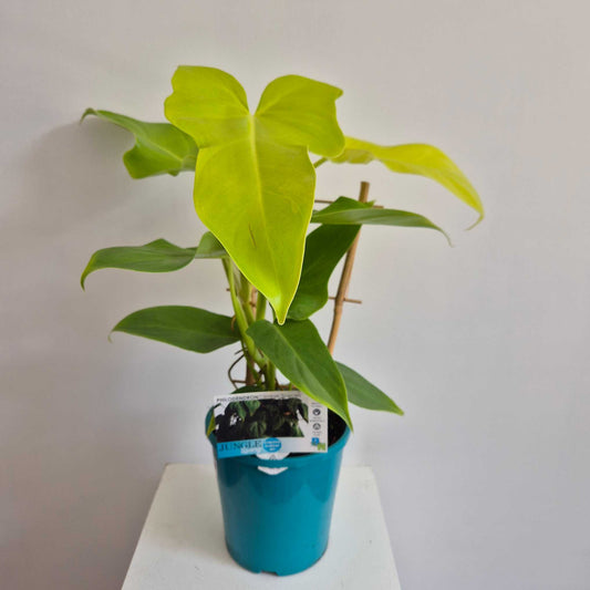 Philodendron Violin Aurea