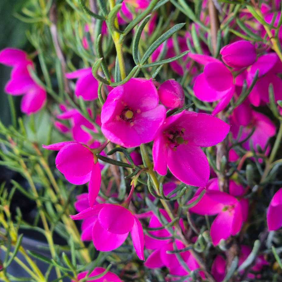 Boronia 'Flamingo'