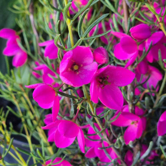 Boronia 'Flamingo'