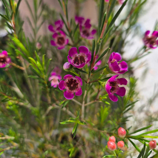 Chamelaucium 'Kalbarri'