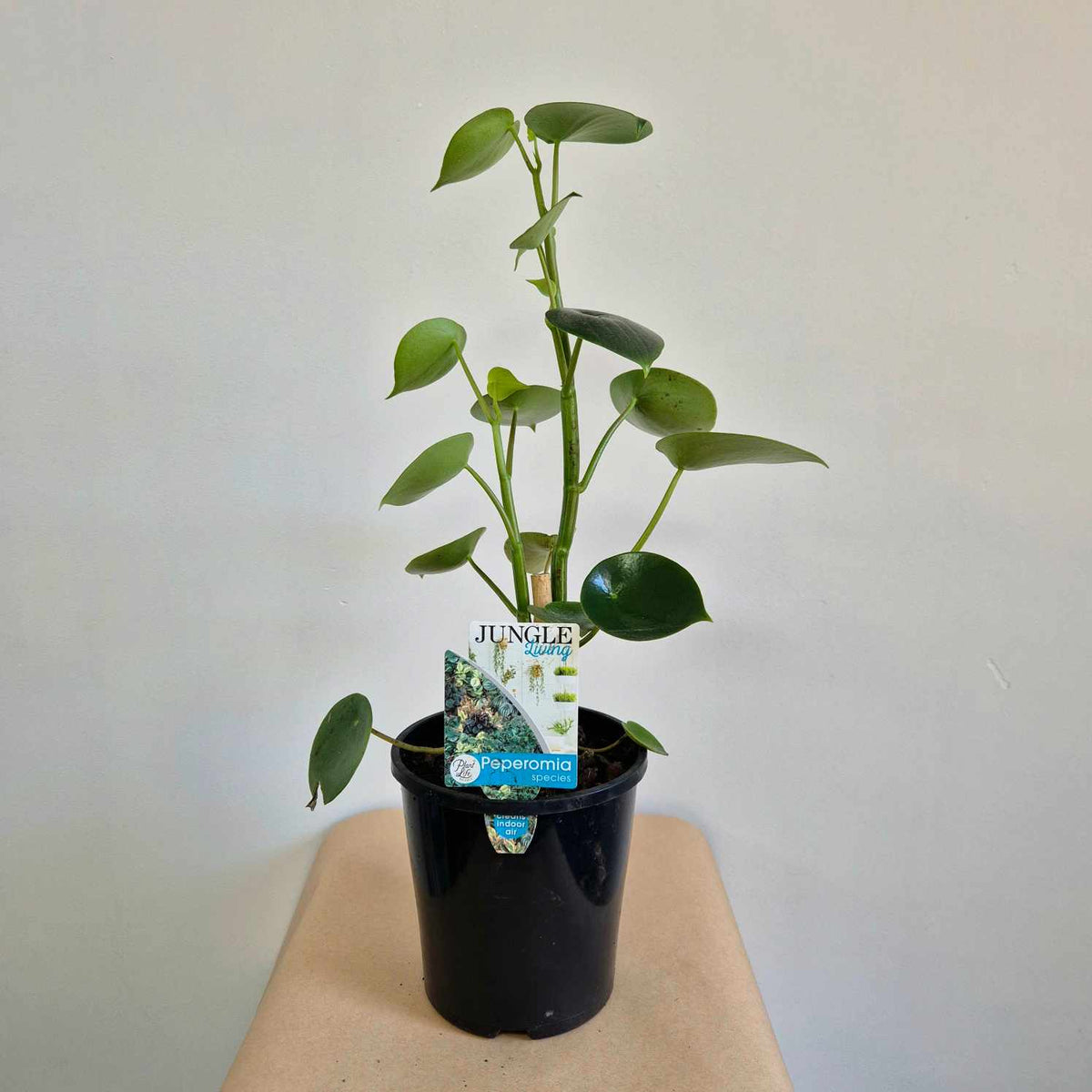 Peperomia polybotrya