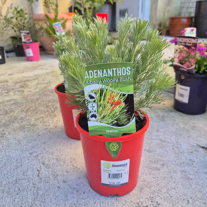 Adenanthos sericeus