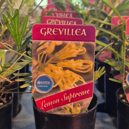 Grevillea 'Lemon Supreme'