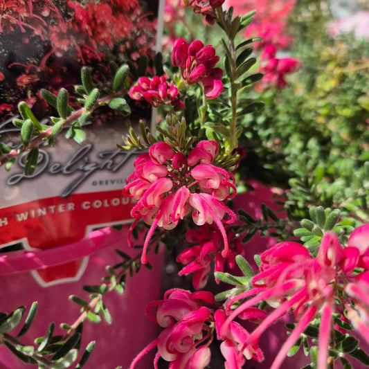 Grevillea 'Winter Delight'