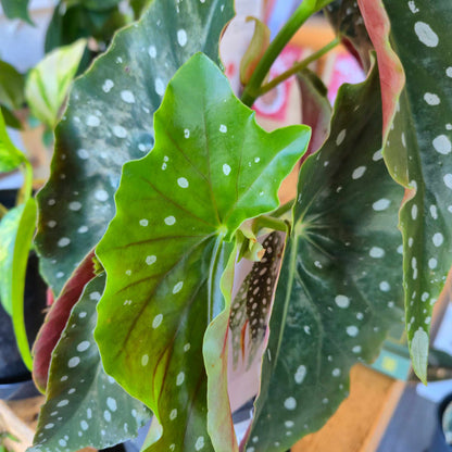Polka Dot Begonia - Begonia maculata