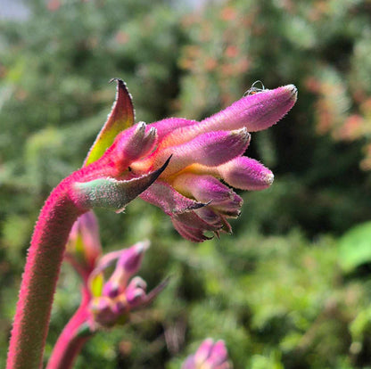 Kings Park 'Royale' Kangaroo Paw