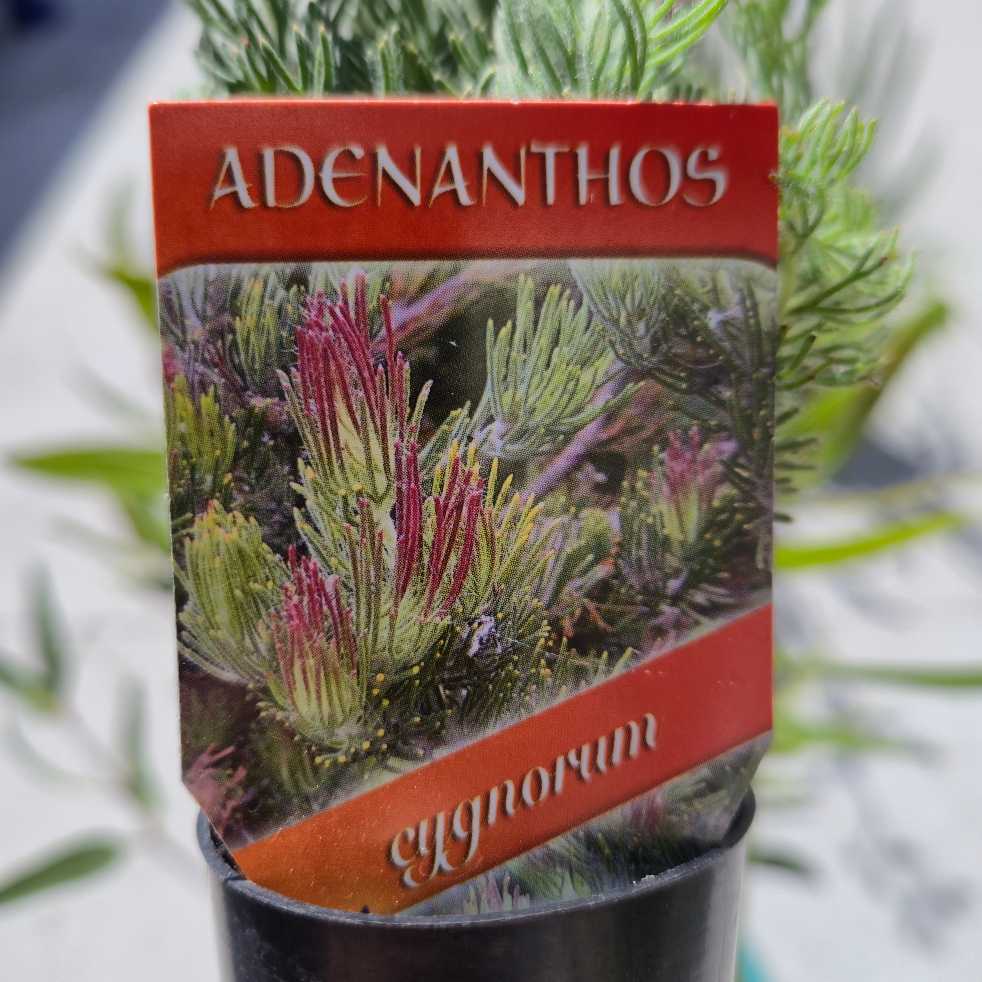 Common Woolly Bush - Adenanthos cygnorum