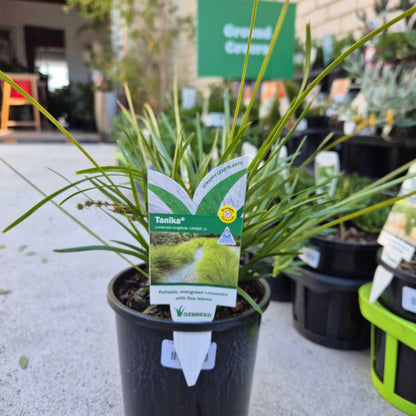 Lomandra longifolia (LM300) TANIKA®