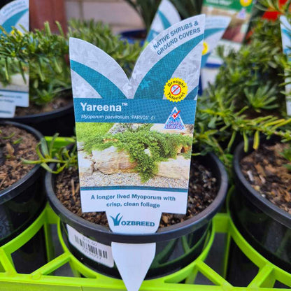 Myoporum parvifolium (PARV01) YAREENA™