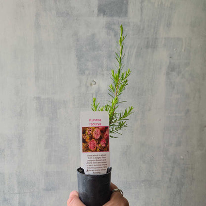 Kunzea recurva