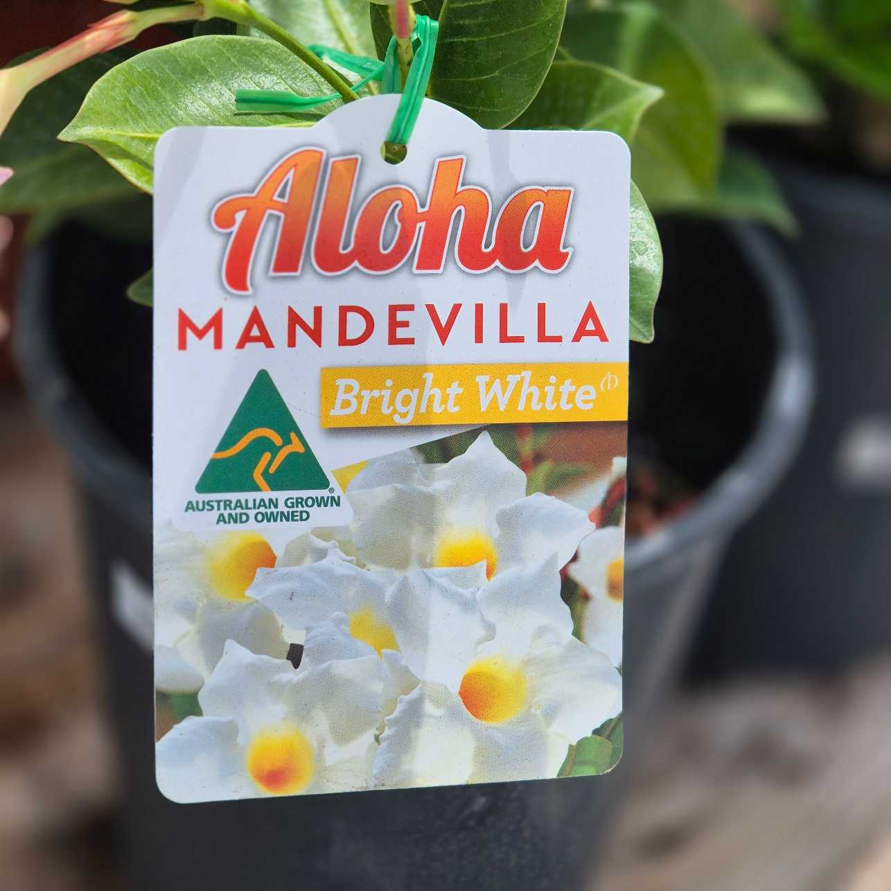 Mandevilla Aloha Bright White
