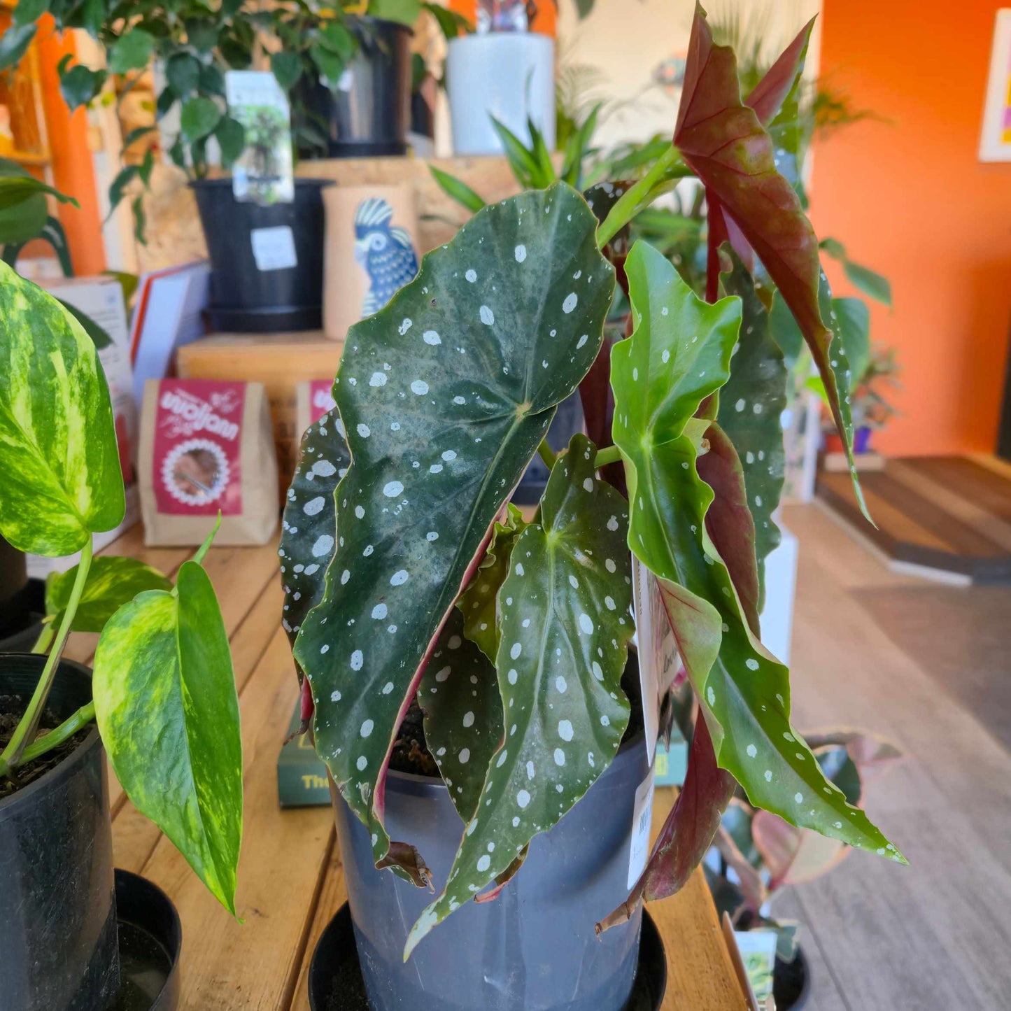 Polka Dot Begonia - Begonia maculata