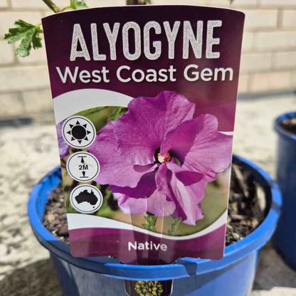 Alyogyne 'West Coast Gem'