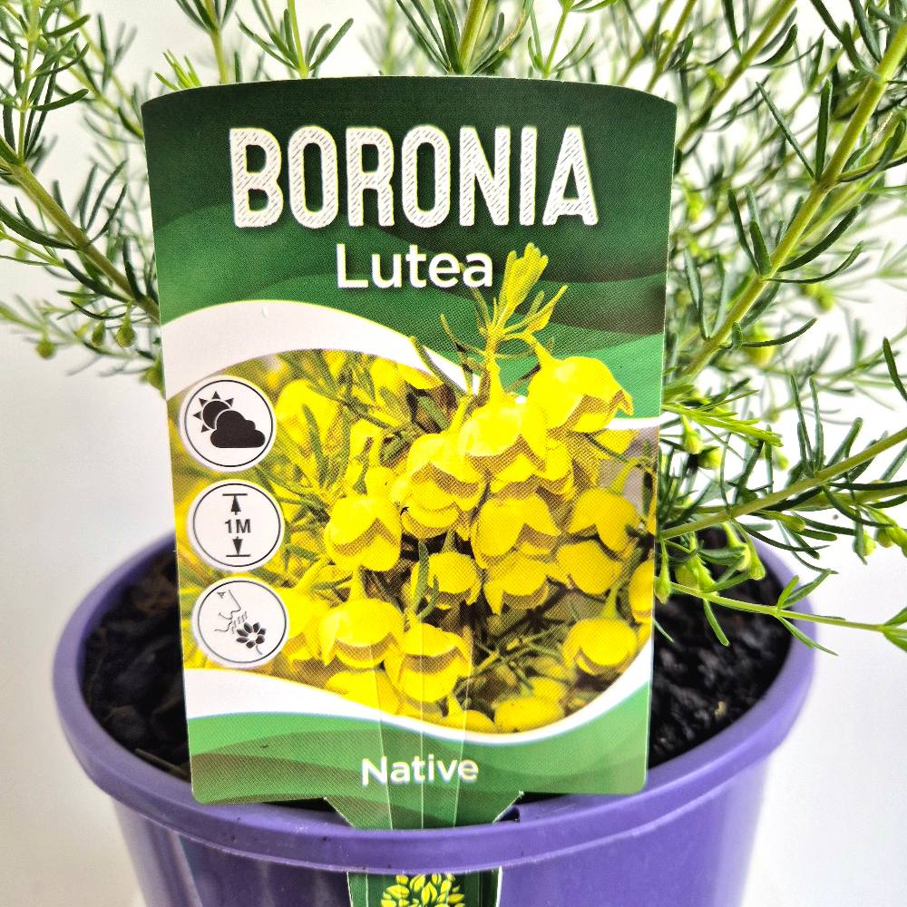 Boronia Lutea