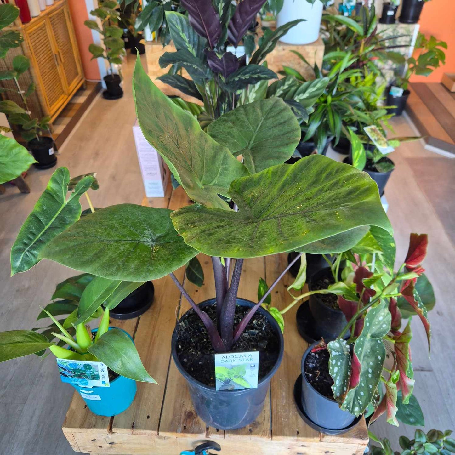Alocasia Dark Star