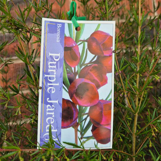 Boronia 'Purple Jared'