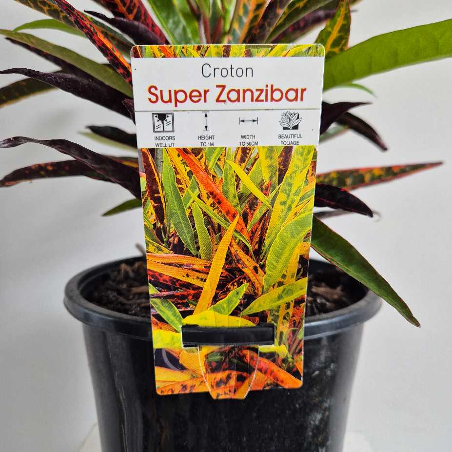 Croton Super Zanzibar