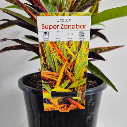Croton Super Zanzibar