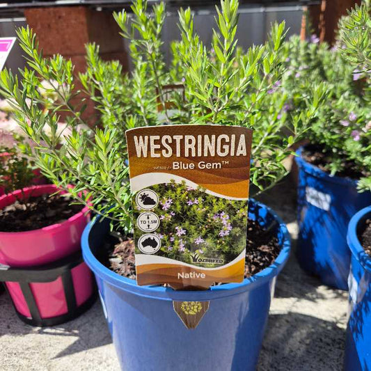 Westringia 'Blue Gem'