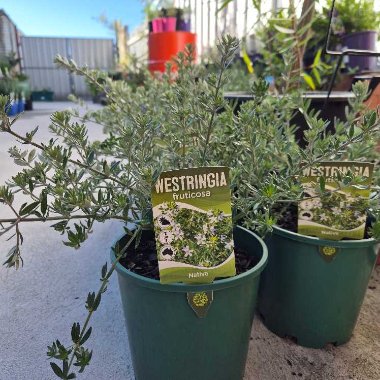 Westringia fruticosa