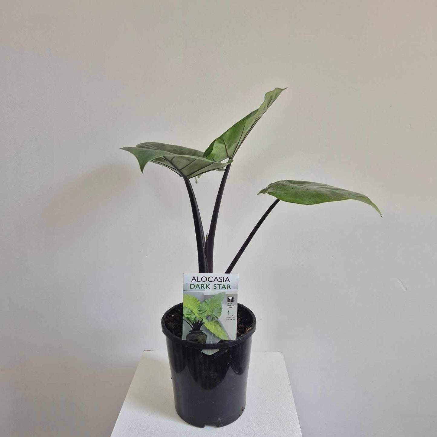 Alocasia Dark Star