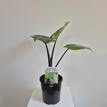 Alocasia Dark Star