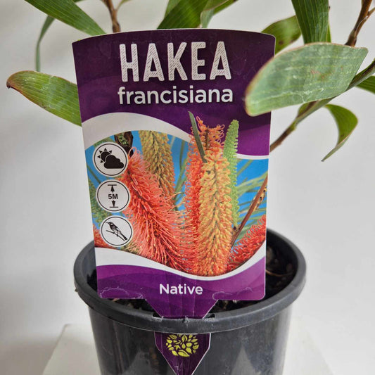 Hakea francisiana