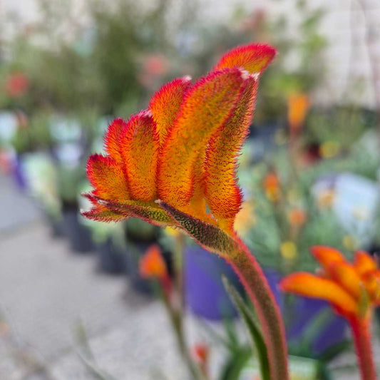 Anigozanthos 'Bush Glow'