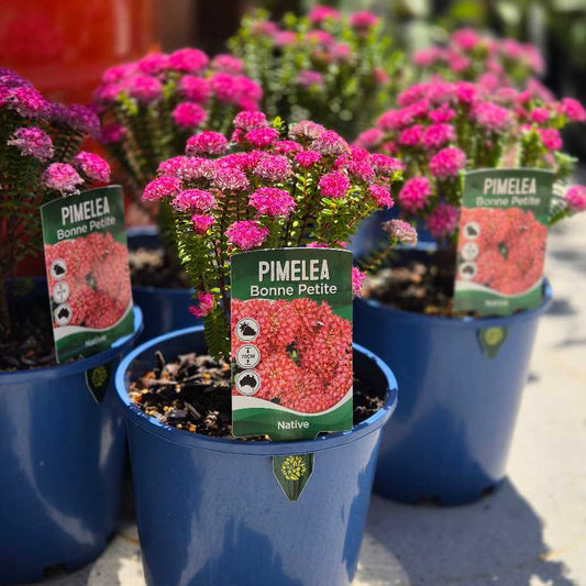 Pimelea Bonne Petite