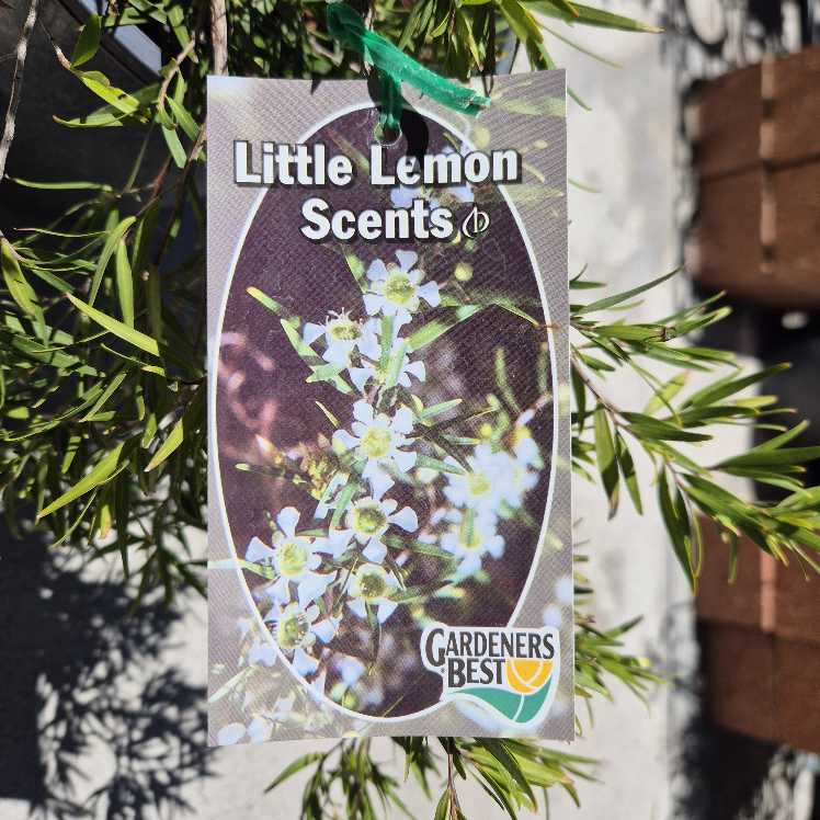 Leptospermum 'Little Lemon Scents'