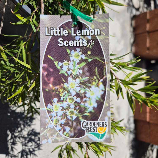 Leptospermum 'Little Lemon Scents'