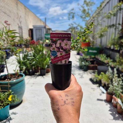 Leptospermum 'Lavender Queen'