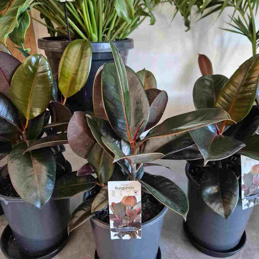 Ficus Burgundy