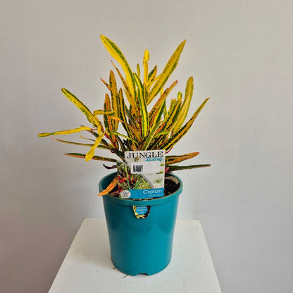 Croton Mammy