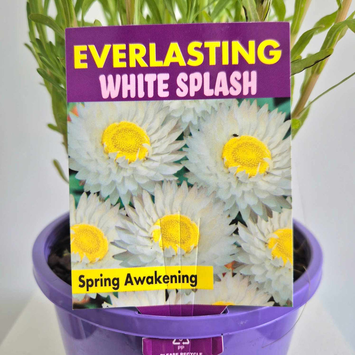 Everlasting White Rosea