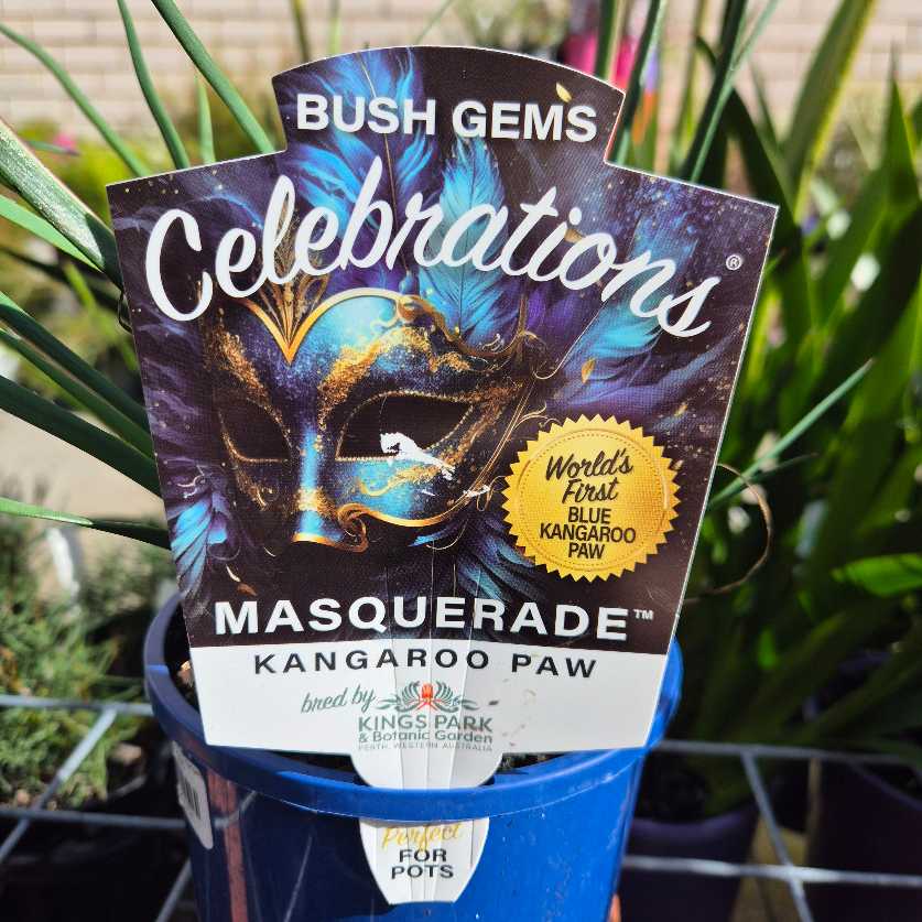 'Celebrations Masquerade' Kangaroo Paw
