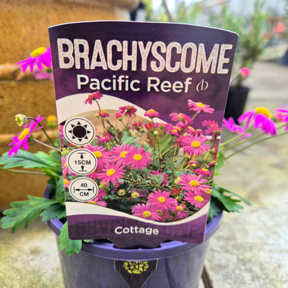 Brachyscome 'Pacific Reef' - Native Daisy