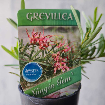 Grevillea obtusifolia 'Gingin Gem'