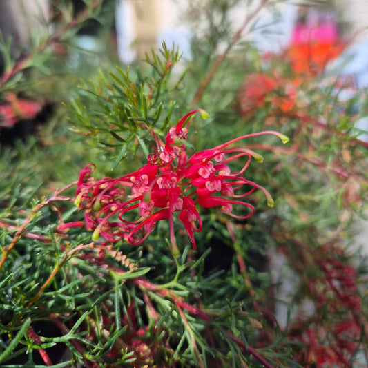 Grevillea thelemanniana 'Mini Marvel'