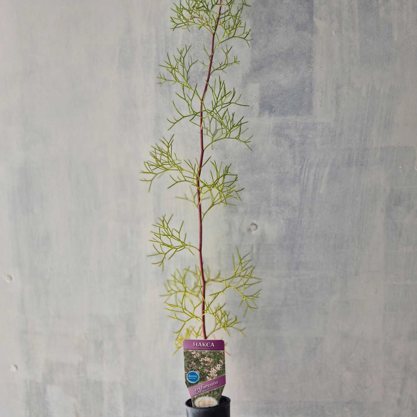 Two-Leaf Hakea - Hakea trifurcata